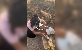 Английский бульдог обожает падать в одну и ту же яму