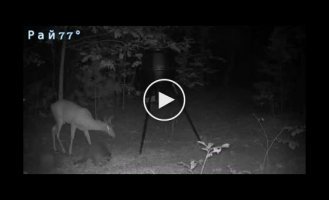 The raccoon seriously scared the deer