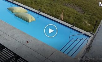 В Южной Африке антилопа совершила отчаянный прыжок к спасению