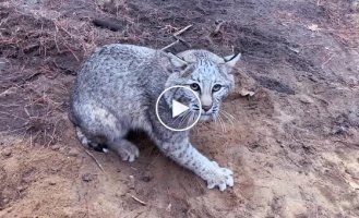 Rescue of a lynx from a trap