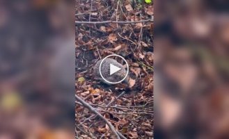 еж готовится к зимней спячке