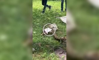 В Індії врятували пітона, який застряг на паркані