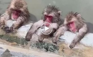 Japanese macaques know how to relax