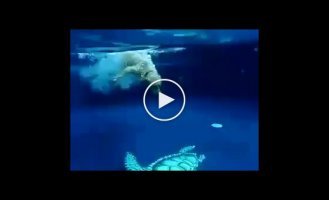 Собачка которая очень любит нырять в бассейн