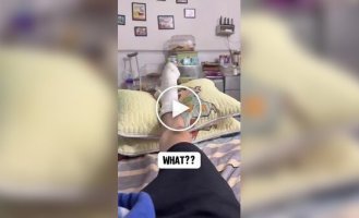 The daily life of hamsters