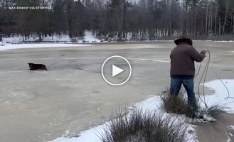 Ковбой спас теленка с помощью лассо