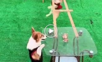 Corgi's desperate attempts to get to the treat