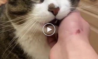 Training a cat that loves to bite