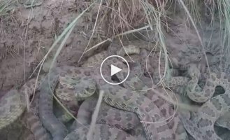 Любопытный владелец дрона снял видео изнутри скопления гремучих змей