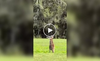 A scuffle in Australia