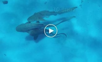 Групповой секс трех акул попал на видео