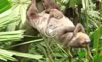 Ленивец отдыхает в обратной планке
