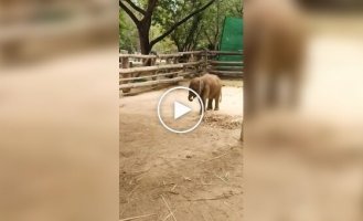 Baby elephant tries to subdue his trunk