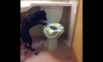 Собака, которая умеет ходить в туалет как человек