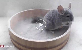 Шиншила купається