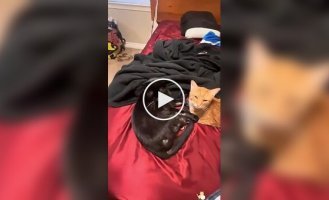 Когда живешь с черной кошкой