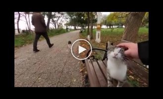 Instead of pigeons - cats