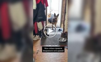 Псы привели домой бездомного кота