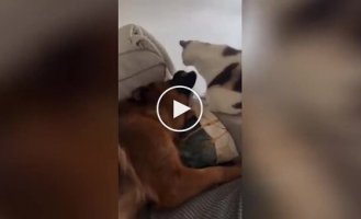 “Get lost!”: the dog knocked out the impudent cat who was preventing him from resting