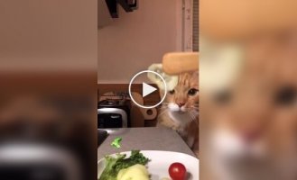 Пушистый любитель огурцов