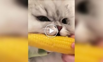 Пухнастий любитель кукурудзи