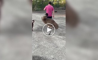 Из жизни эму