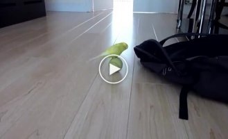 Папуга та тенісний м'яч