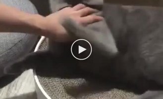 Как сделать, чтобы кот дал подстричь себе когти