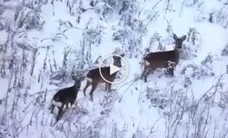 Three roe deer among a snow-covered field on the front line peer into the camera of a Ukrainian UAV