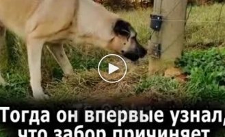 Dog and his fight with an electric fence