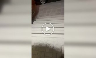 Часом польська мова зрозуміла без перекладу