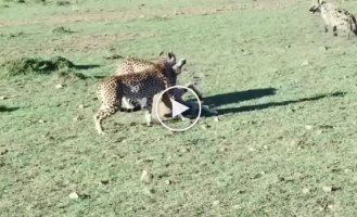 The hyenas recaptured the cheetahs' prey, but were still hungry