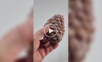 Two years of a pine cone's life cycle in a minute