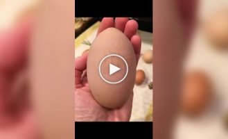 Giant chicken egg