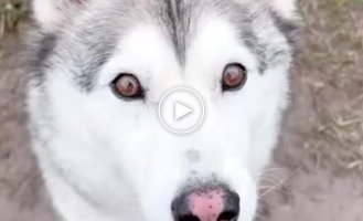 One of the reasons not to start a husky