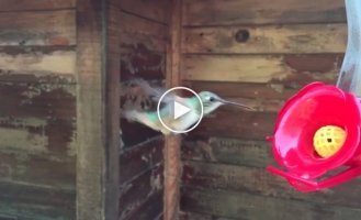 Полет колибри сняли на смартфон в режиме ускоренной съемки