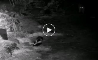 Sniffed: a wolf's attempt to attack a skunk