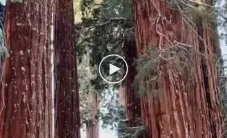 How small is a man against the background of a sequoia