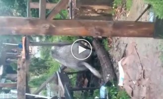 Посмотрите на Бориса, который смог