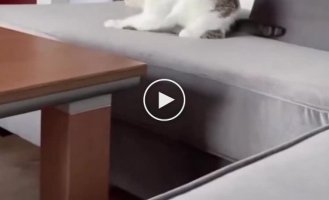 The cat and his invisible battle with the enemy