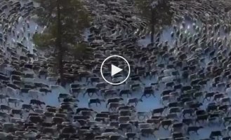 Grand cycle of deer