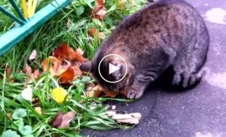 Обед для бездомной кошки