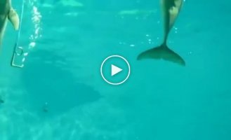 Подводный воздушный кальян для дельфинов