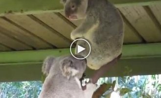 Удивительная драка двух коал