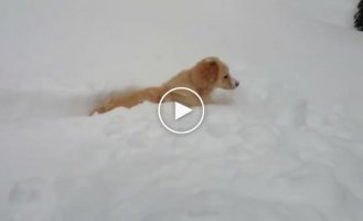 Собачка и снег