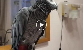 The most polite parrot