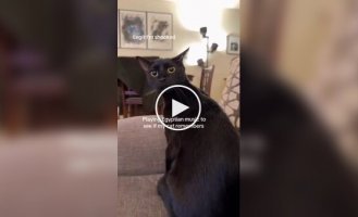 Владелец кошки включил питомцу египетскую музыку