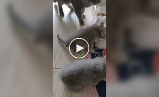 Заводила кошеня, а отримала м'ясорубку