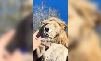 Girl filmed evidence that big cats are just as cute as small ones