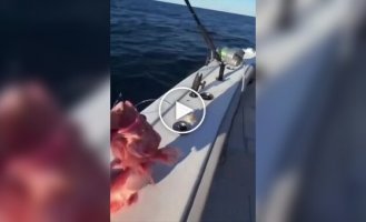 В США рыбаки поймали рыбу с ярко выраженными мужскими признаками